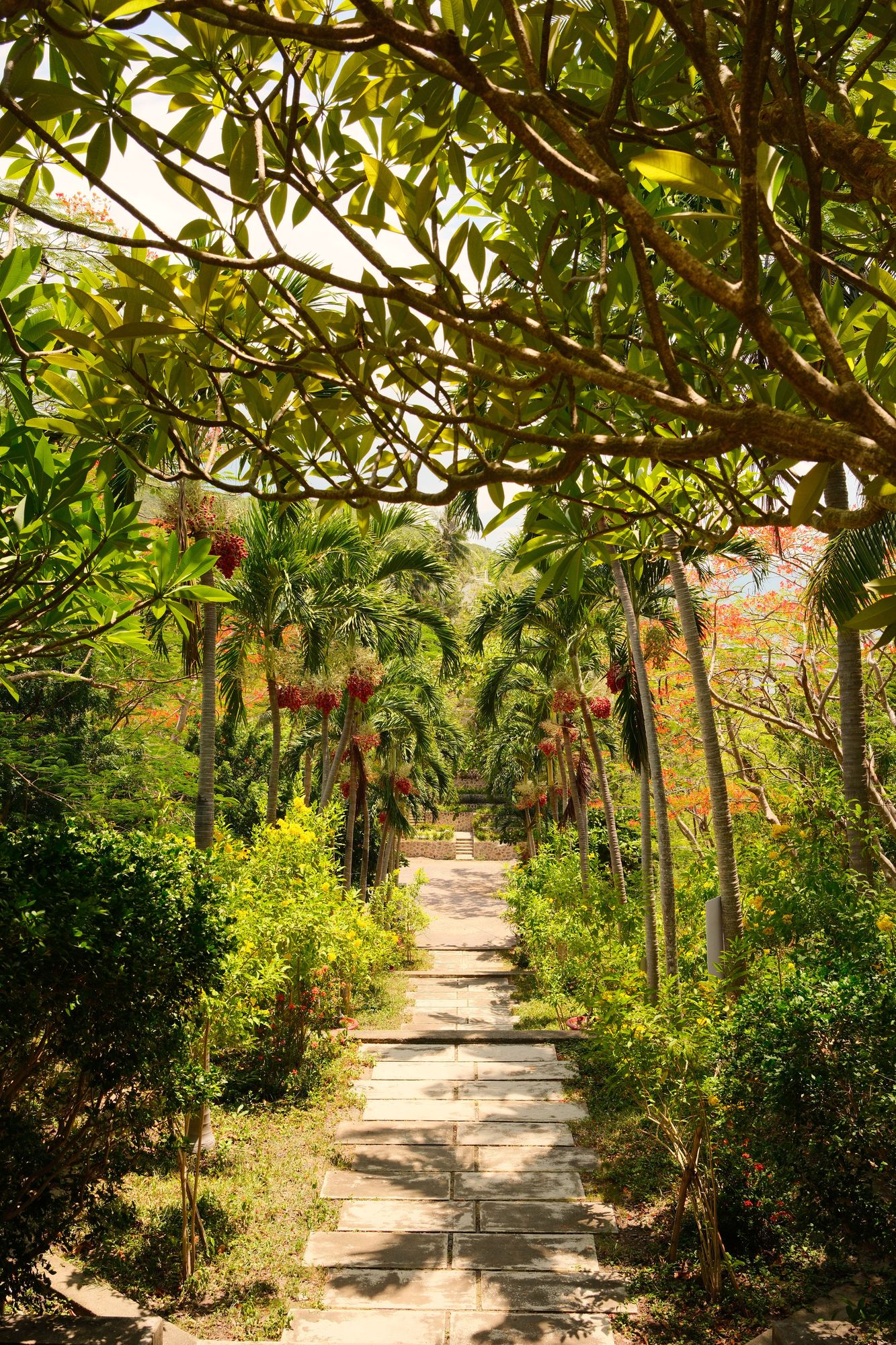 Stone path through a dense tropical garden